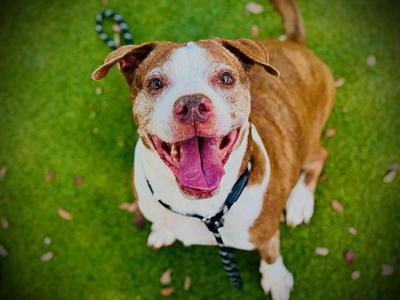 AILA, Pit Bull Terrier, senior, available for adoption