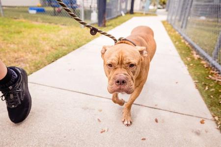 A brown dog on a leash walking on a sidewalk, with a person's foot visible in the foreground.