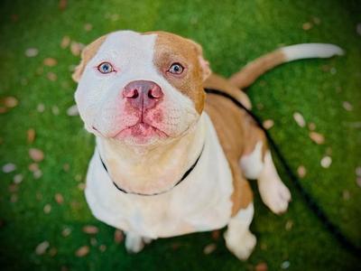 *KAI, Pit Bull Terrier, adult, available for adoption