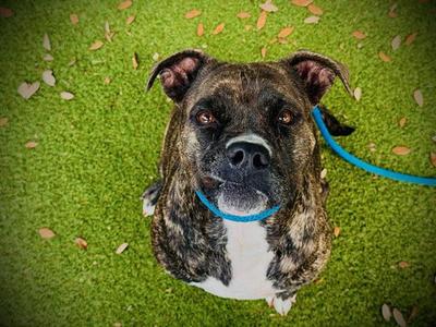 *MISS RUBY, Pit Bull Terrier, adult, available for adoption