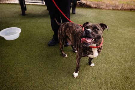 *MISS RUBY, Pit Bull Terrier, adult, available for adoption