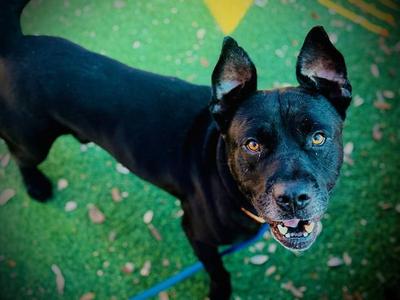 *REGAL, Labrador Retriever, young, available for adoption