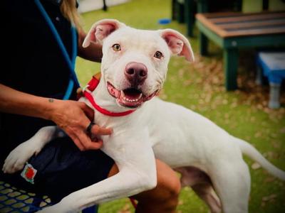 BLANCO, Pit Bull Terrier, young, available for adoption