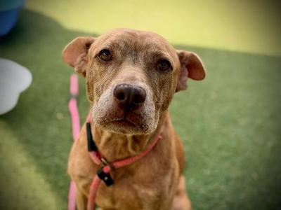 A brown dog wearing a pink harness, sitting on a green surface.