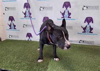 *SYLVESTER, Pit Bull Terrier, adult, available for adoption