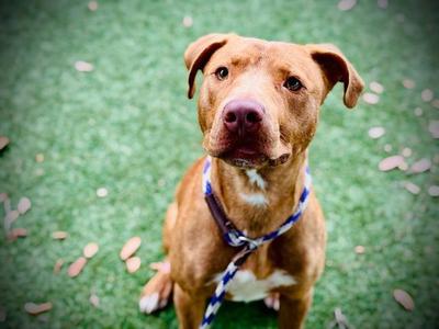 *EDUARDO ROGELIO, Pit Bull Terrier, adult, available for adoption