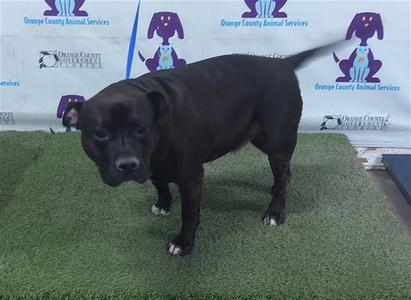 BENNY, Staffordshire Bull Terrier, adult, available for adoption