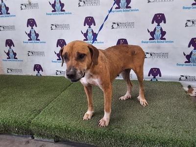 BABY GIRL, Black Mouth Cur / Rhodesian Ridgeback, adult, available for adoption