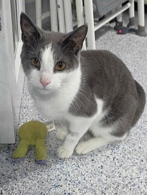 Havoc, adult, available for adoption