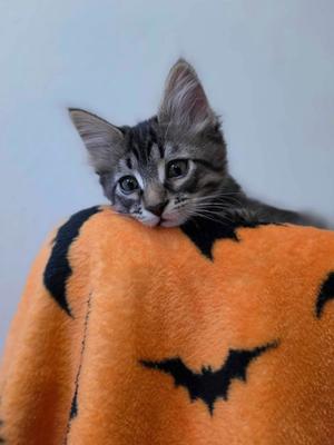 Felix Cowley, kitten, available for adoption