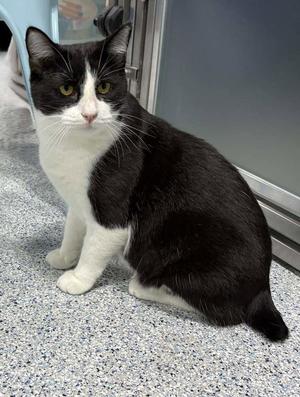 Bakey, young, available for adoption
