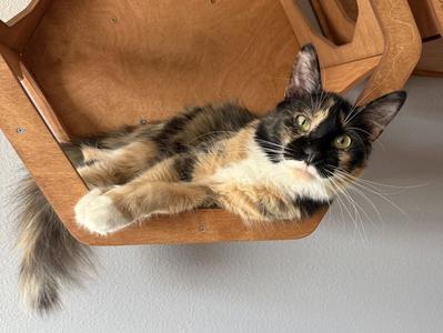 Lady Himi, young, available for adoption