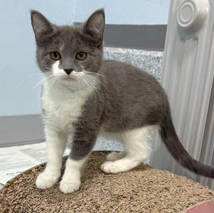 Blaze the Cat, kitten, available for adoption
