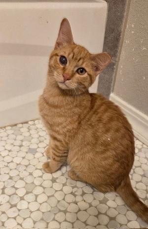 Ulan, kitten, available for adoption