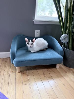 Olivia Colomar, adult, available for adoption
