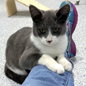 Valhalla Hills, kitten, available for adoption