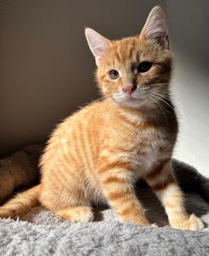 Azurr, kitten, available for adoption