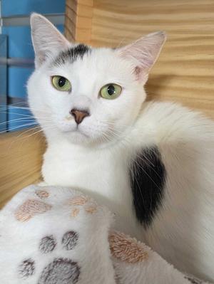 Vaida, adult, available for adoption