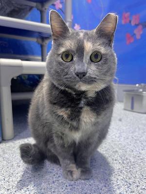Troia, senior, available for adoption