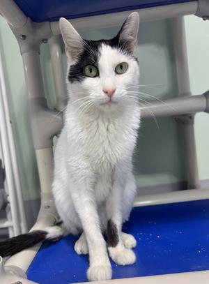Roose, adult, available for adoption