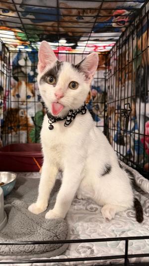 OlliOlli, kitten, available for adoption
