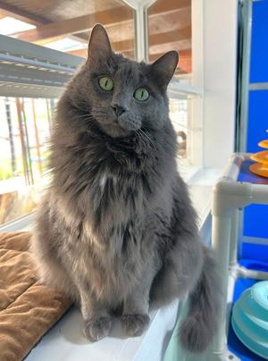 Jetstream, senior, available for adoption