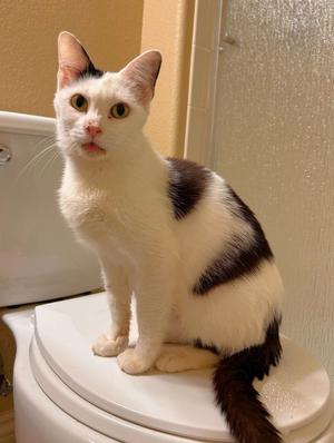 Ophilia Clement, adult, available for adoption