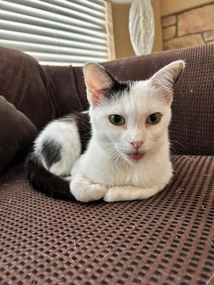 Ophilia Clement, adult, available for adoption