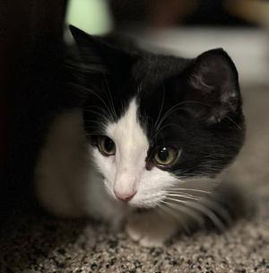 Icy Torrent, kitten, available for adoption