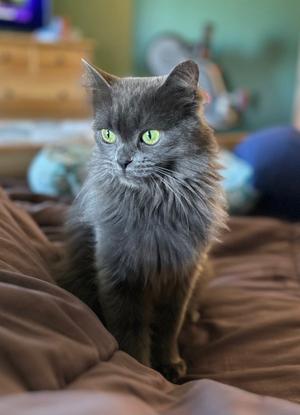 Fairium, young, available for adoption