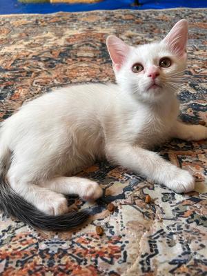 Otto Dibble, kitten, available for adoption