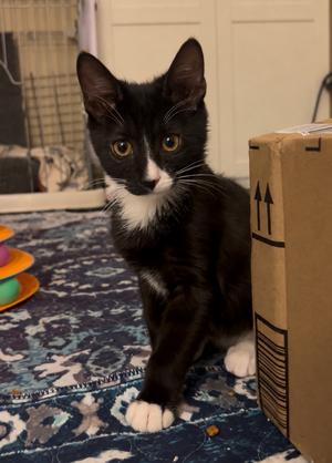 Bertrand, kitten, available for adoption