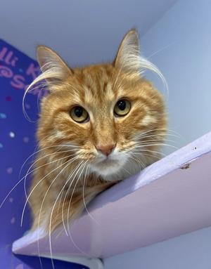 A fluffy orange cat with long whiskers and bright eyes is peeking over a purple surface. The background is a light blue wall with some text and a purple pattern.