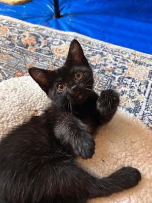 Oggy Go, kitten, available for adoption