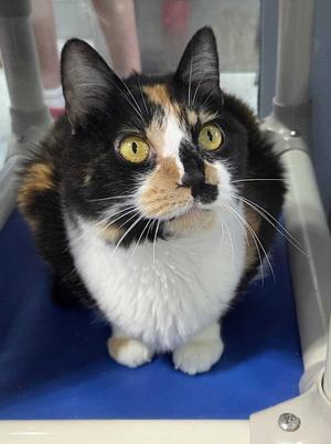 Fairy Lock, senior, available for adoption