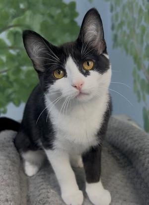 Black Swan, kitten, available for adoption