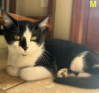 Izumo, kitten, available for adoption