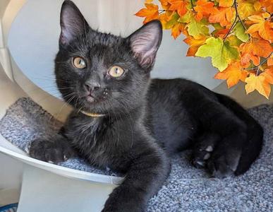 Shadow Hearts, kitten, available for adoption