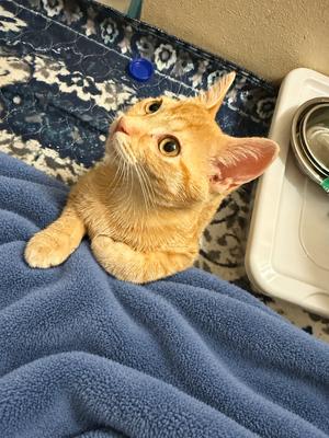 Eko, young, available for adoption