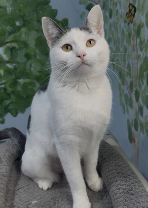 Banana Fairy, young, available for adoption