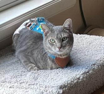Astro Boy, young, available for adoption