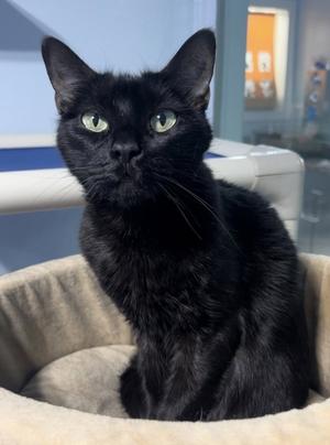 Fancy Apple, adult, available for adoption