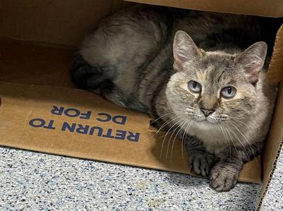 LuLu, senior, available for adoption