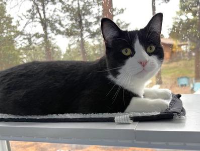 Bushwack, young, available for adoption