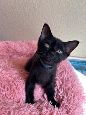 Ondori, kitten, available for adoption