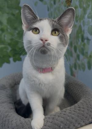 Blue Moon, kitten, available for adoption