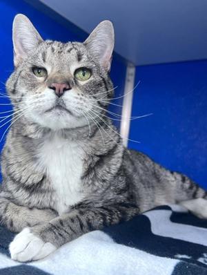 Shogi, senior, available for adoption