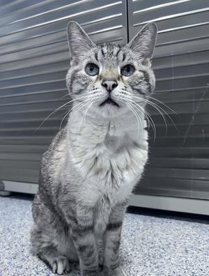 A gray tabby cat with white markings on its chest and face, sitting on a speckled floor in front of a metal shutter.