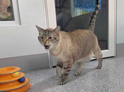 Linus, senior, available for adoption