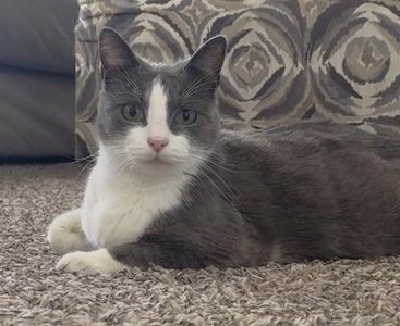 Kyza, adult, available for adoption
